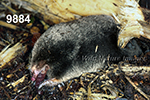 Parascalops breweri, Hairy-tailed Mole